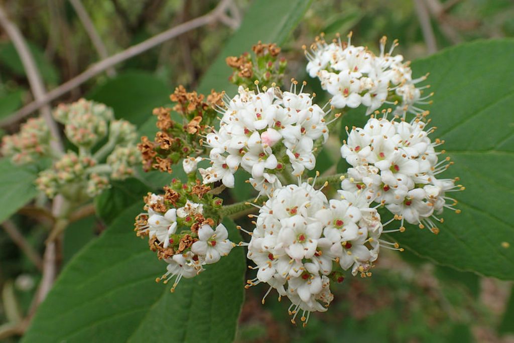 Viburnum lantana